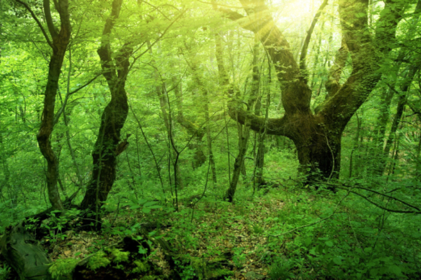 Sustainability & Green Living